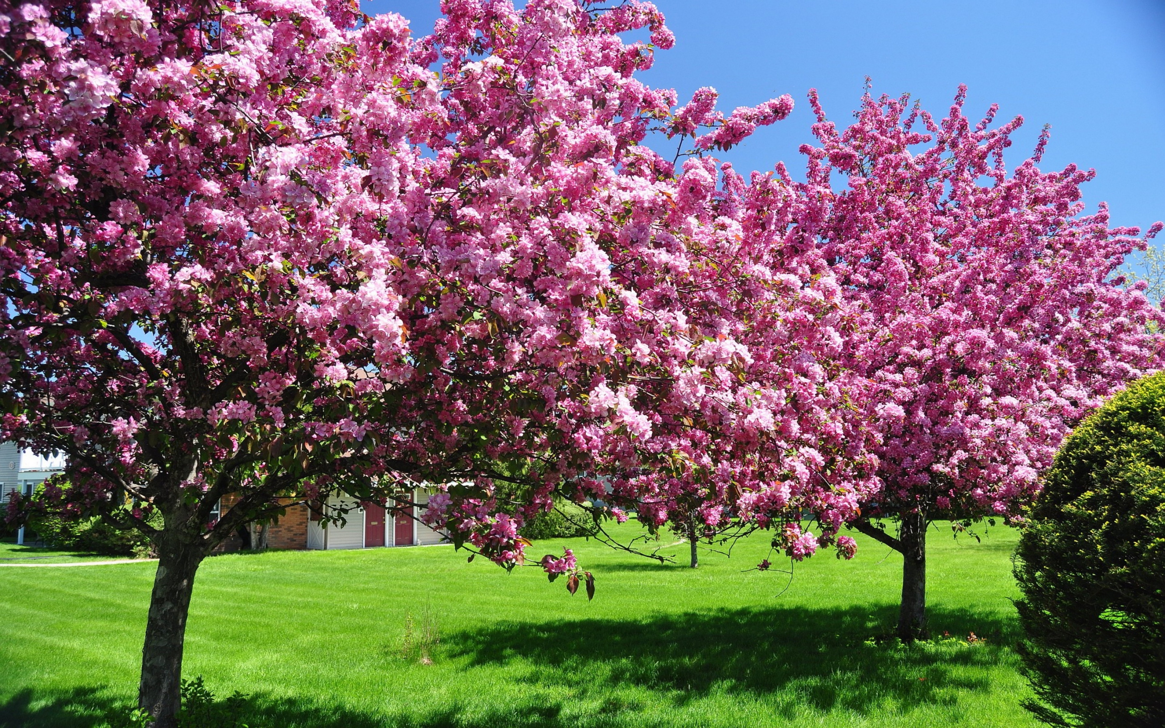 Trees In Blossom Pink Flowers