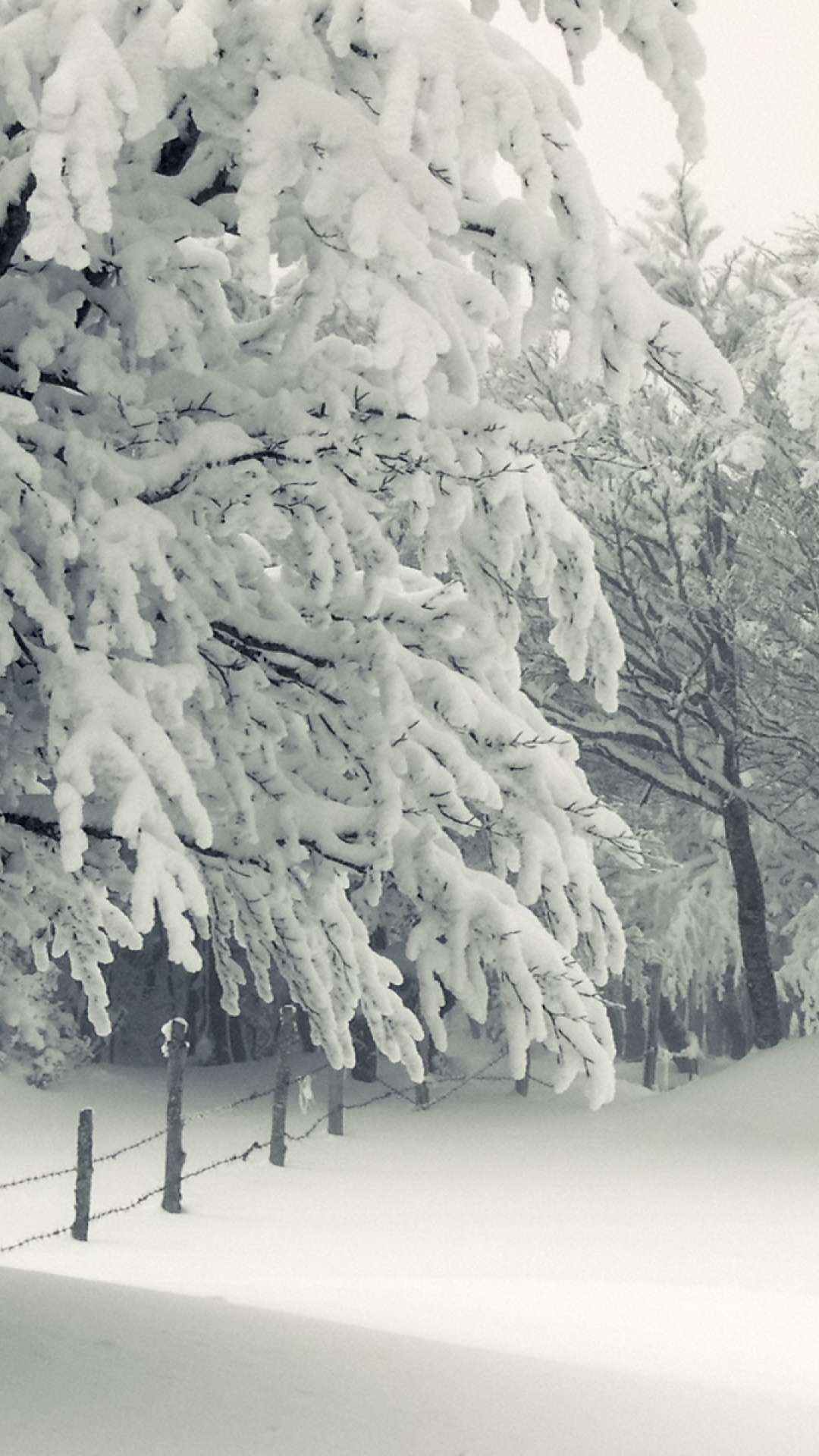 Trees Under The Snow