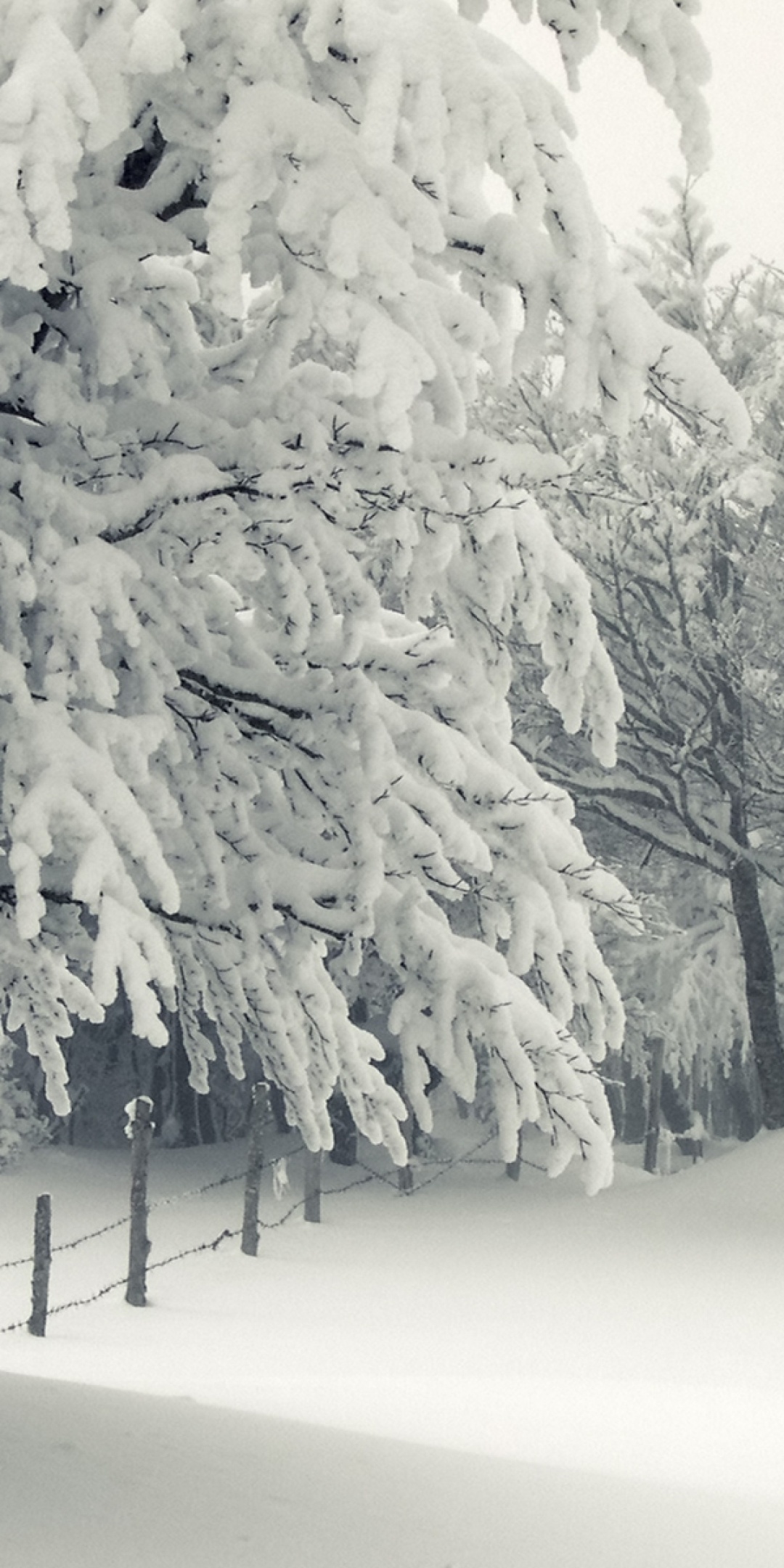 Trees Under The Snow