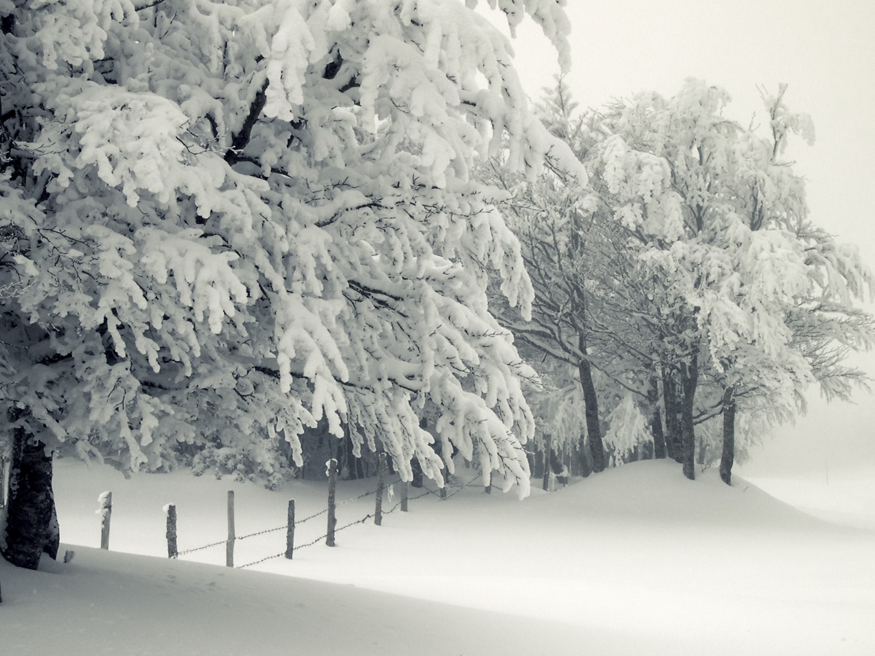 Trees Under The Snow