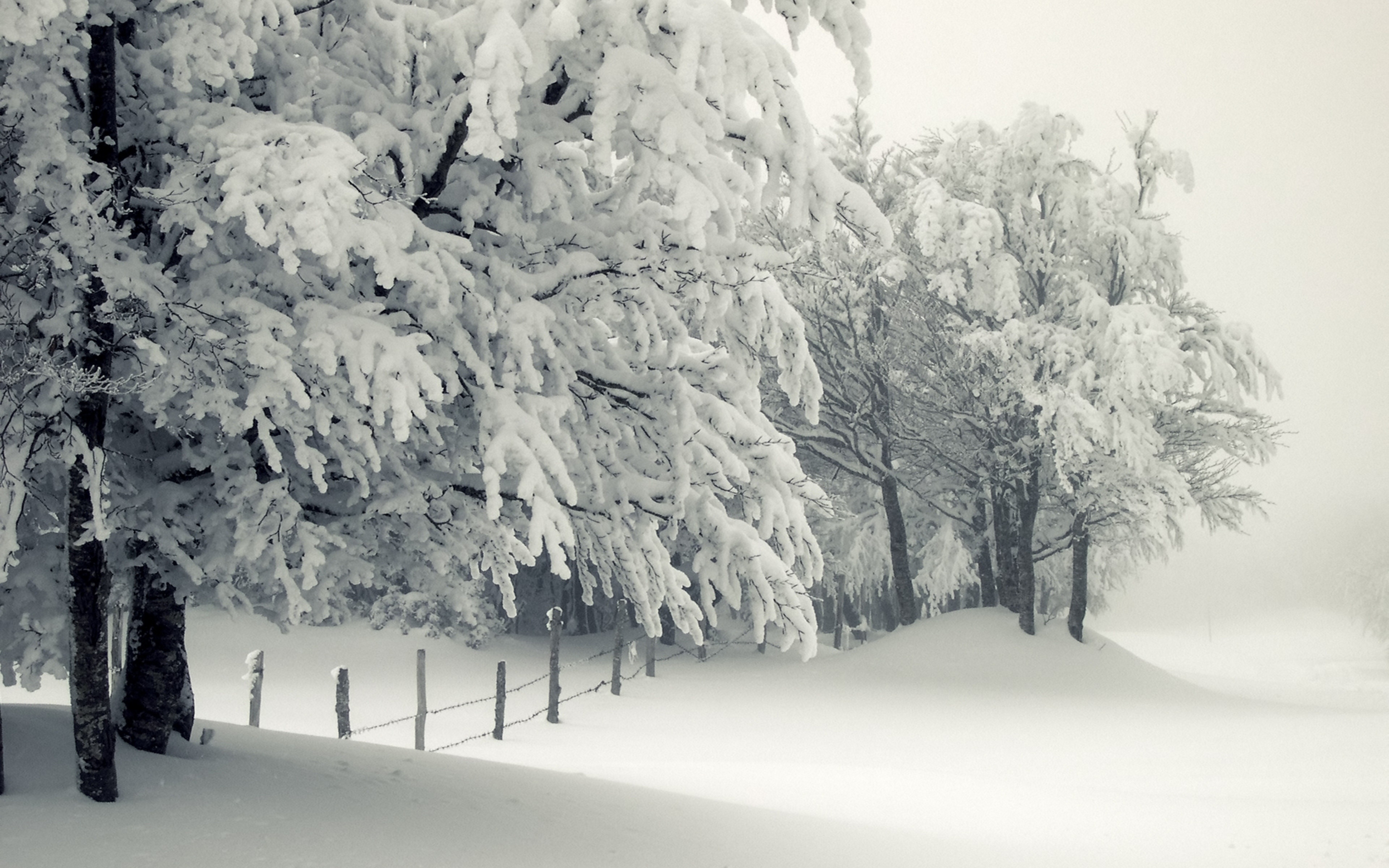 Trees Under The Snow