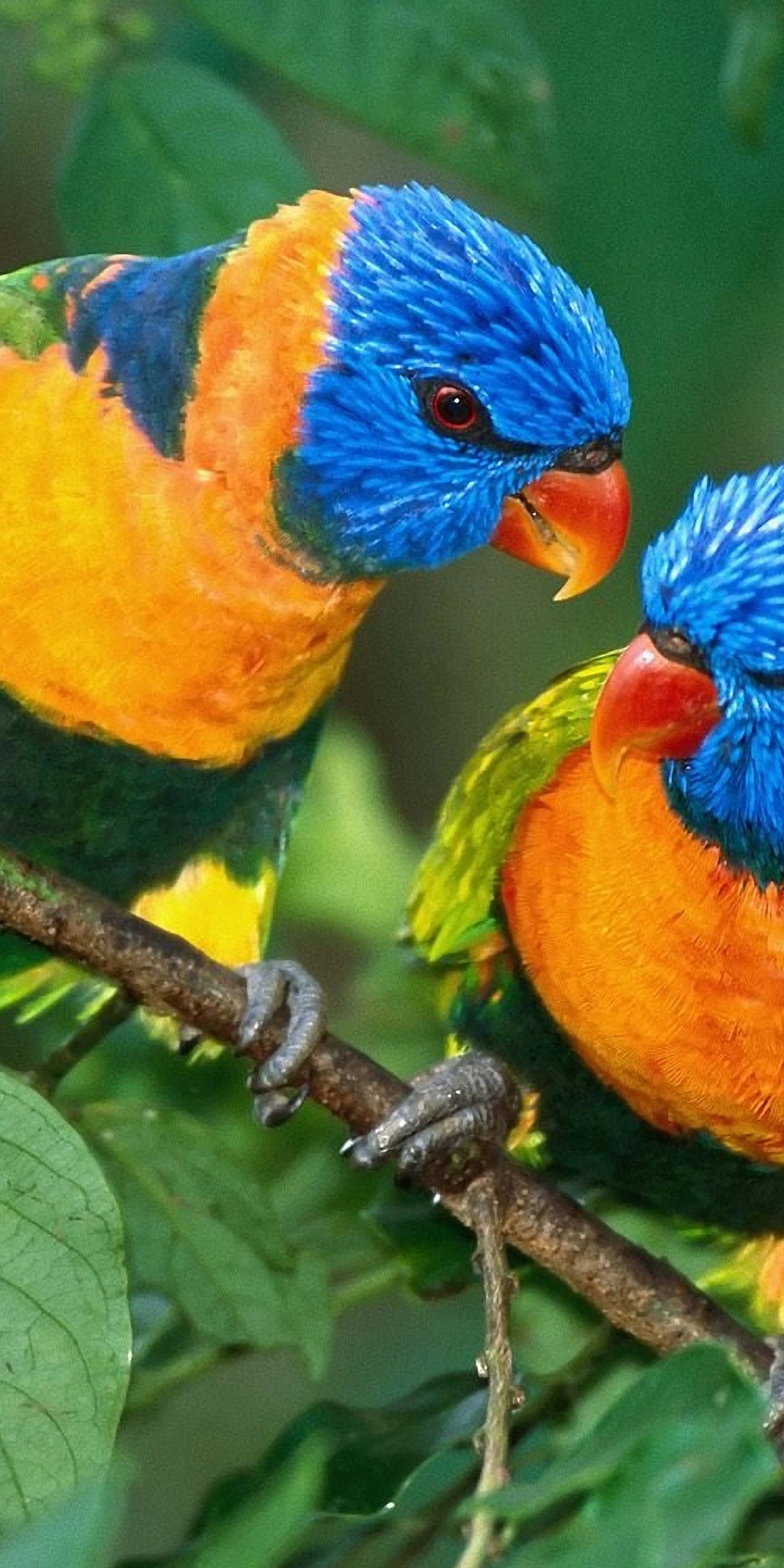 Two Colorful Parrots