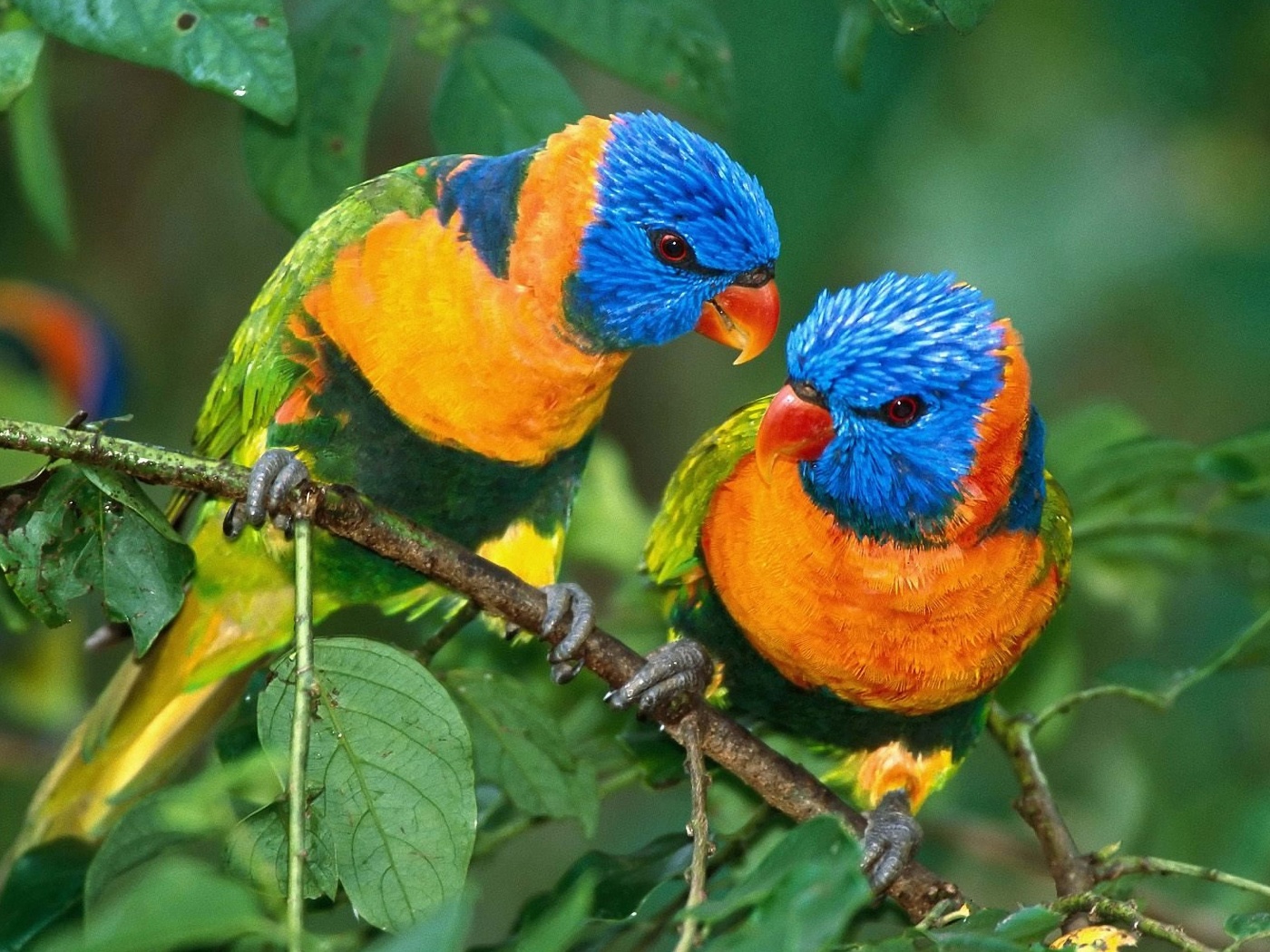 Two Colorful Parrots