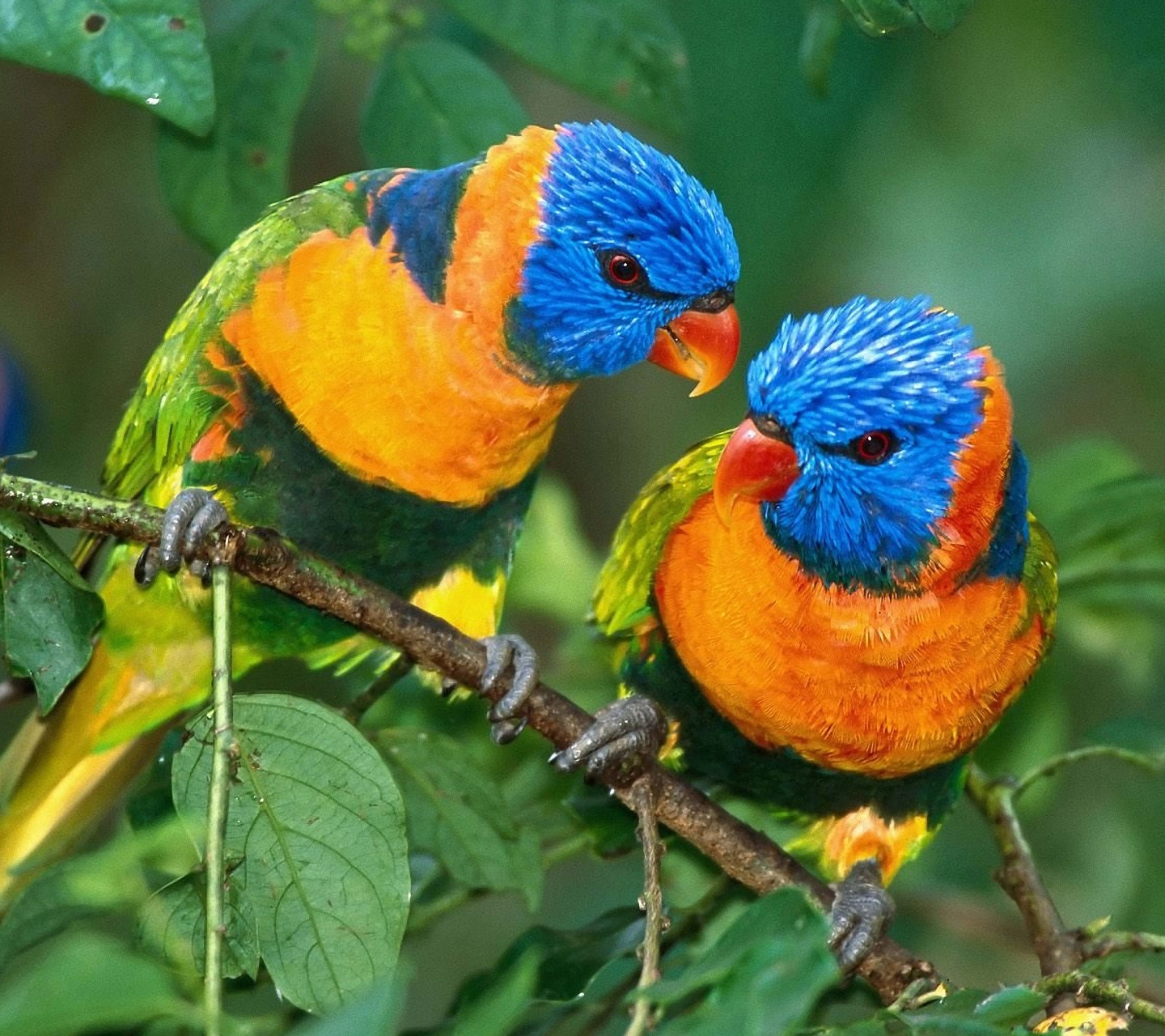 Two Colorful Parrots