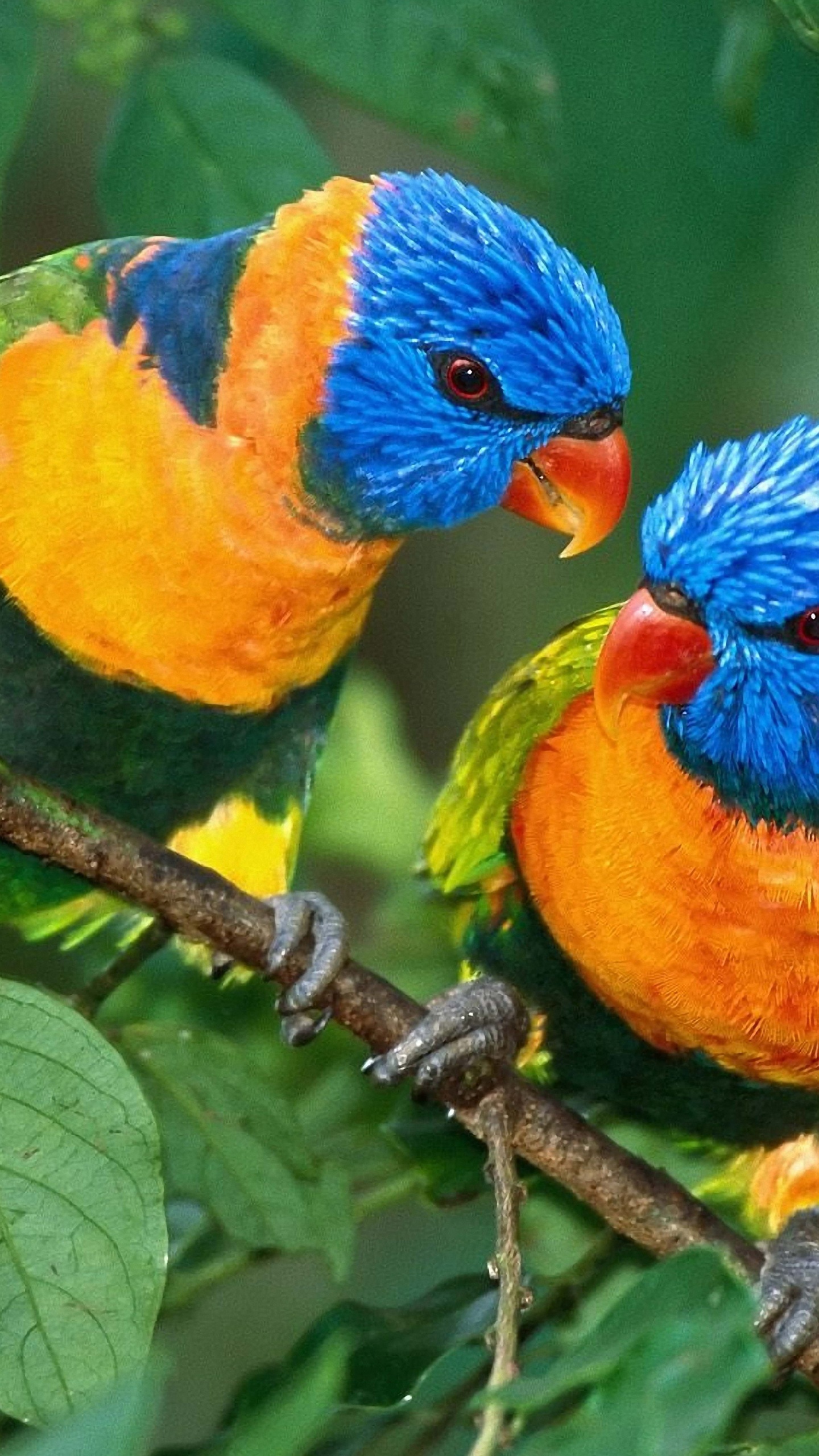 Two Colorful Parrots