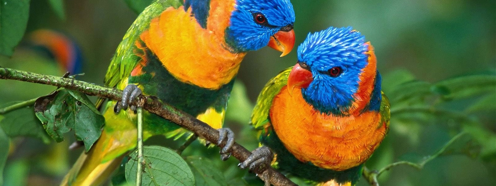 Two Colorful Parrots