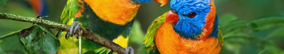 Two Colorful Parrots