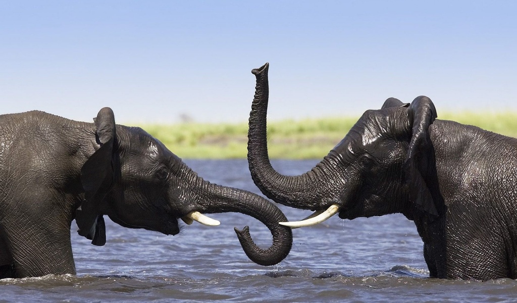 Two Elephants Talking