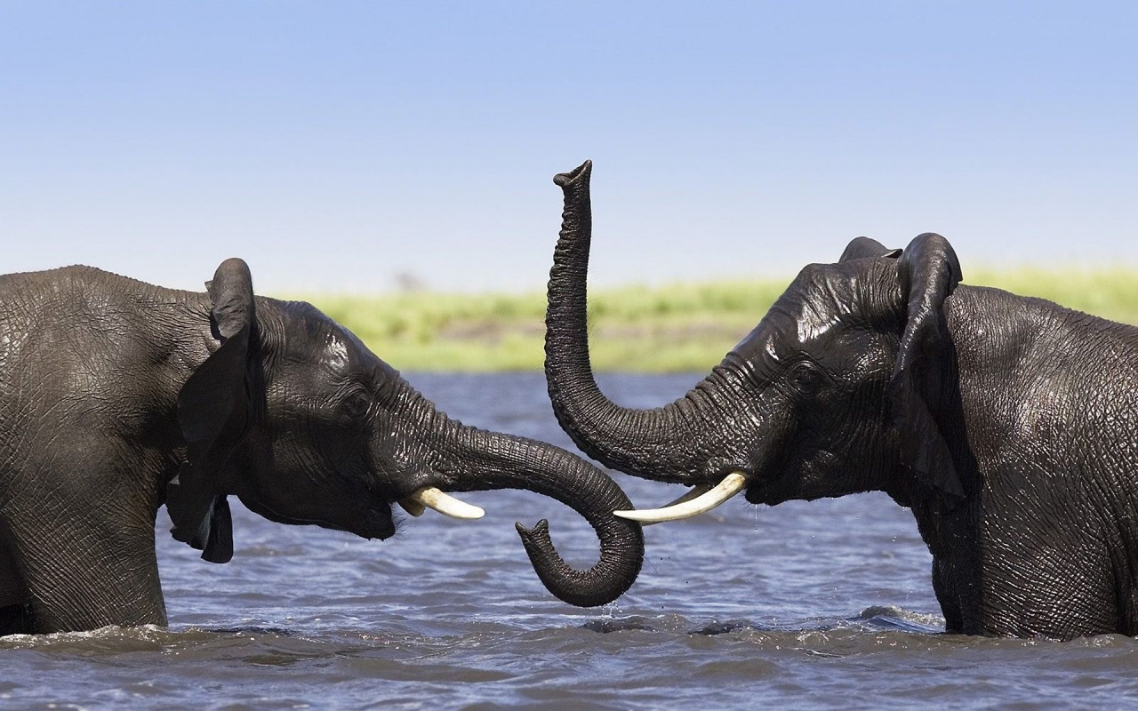 Two Elephants Talking