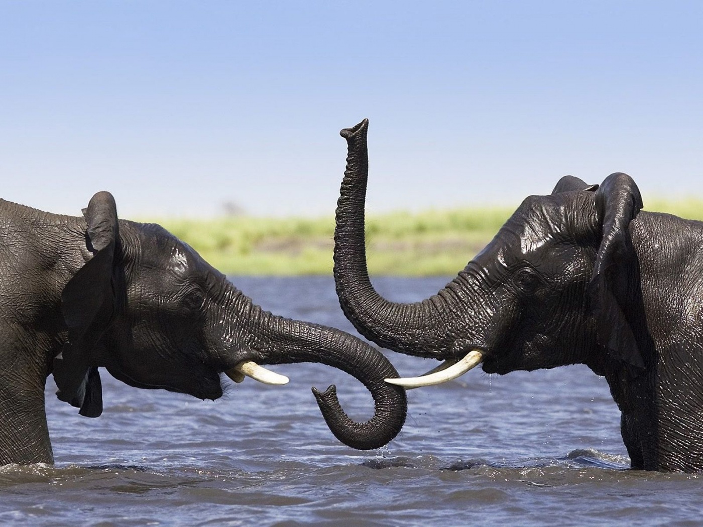 Two Elephants Talking