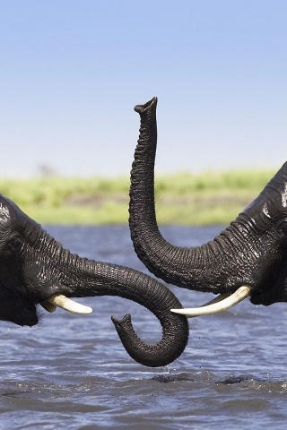 Two Elephants Talking