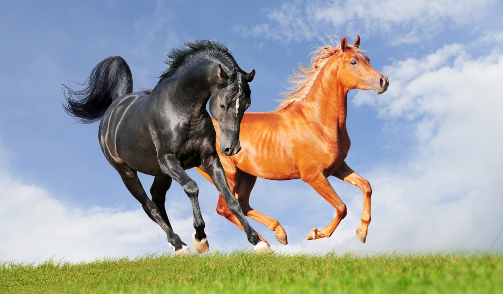 Two Horses On The Meadow