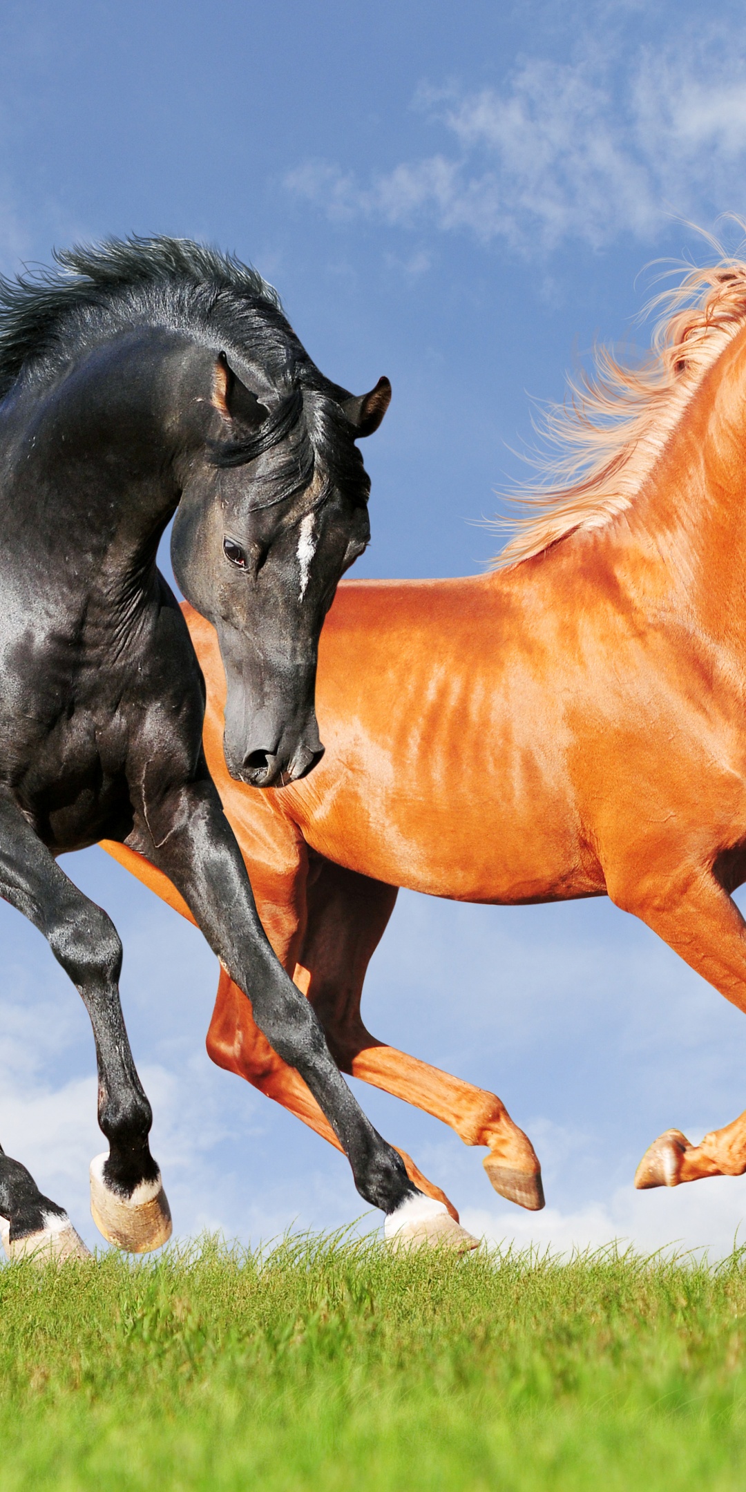 Two Horses On The Meadow