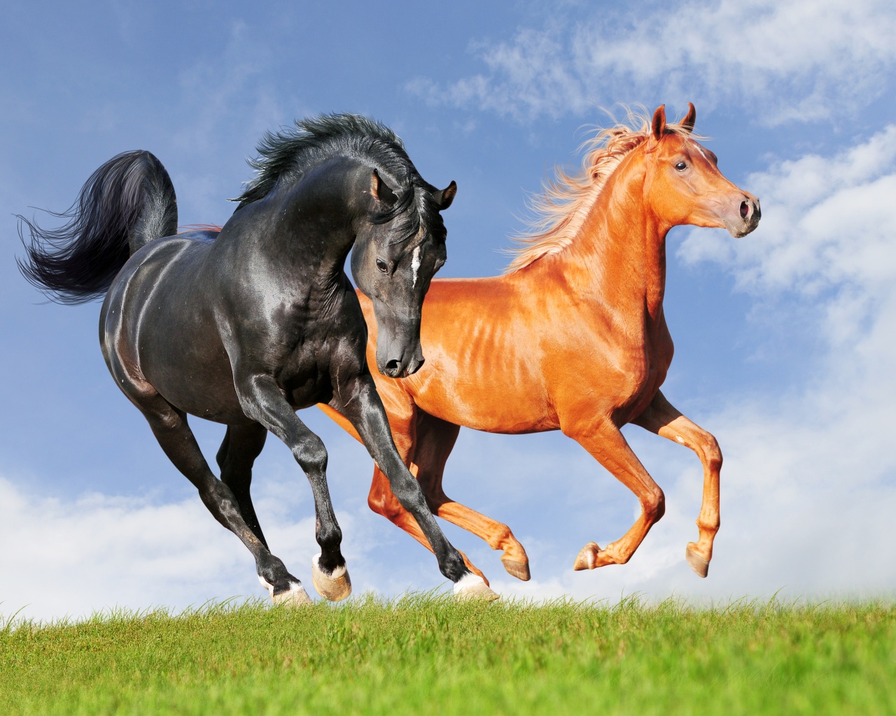 Two Horses On The Meadow