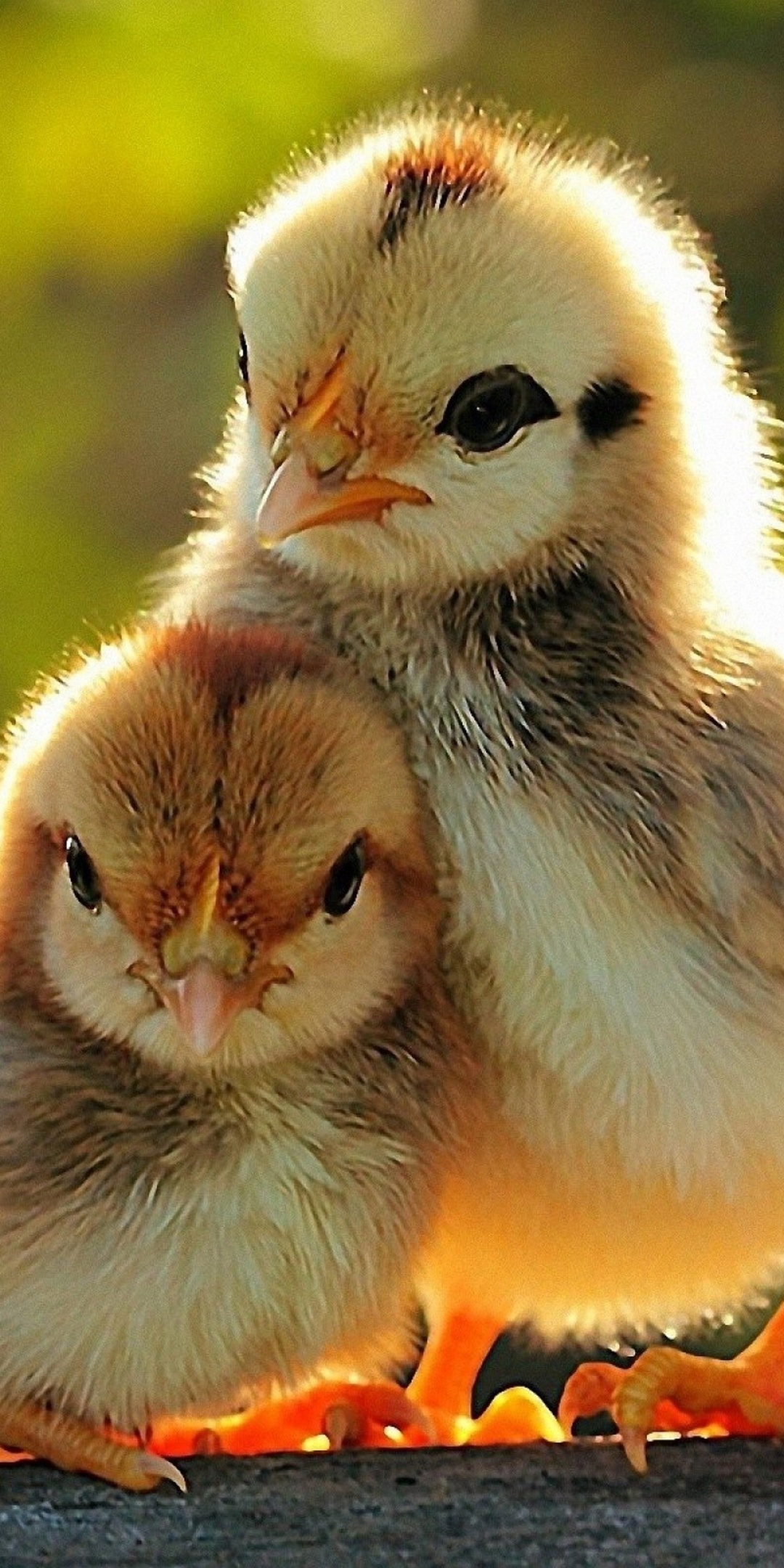 Two Lovely Chicken Sunshine Spring