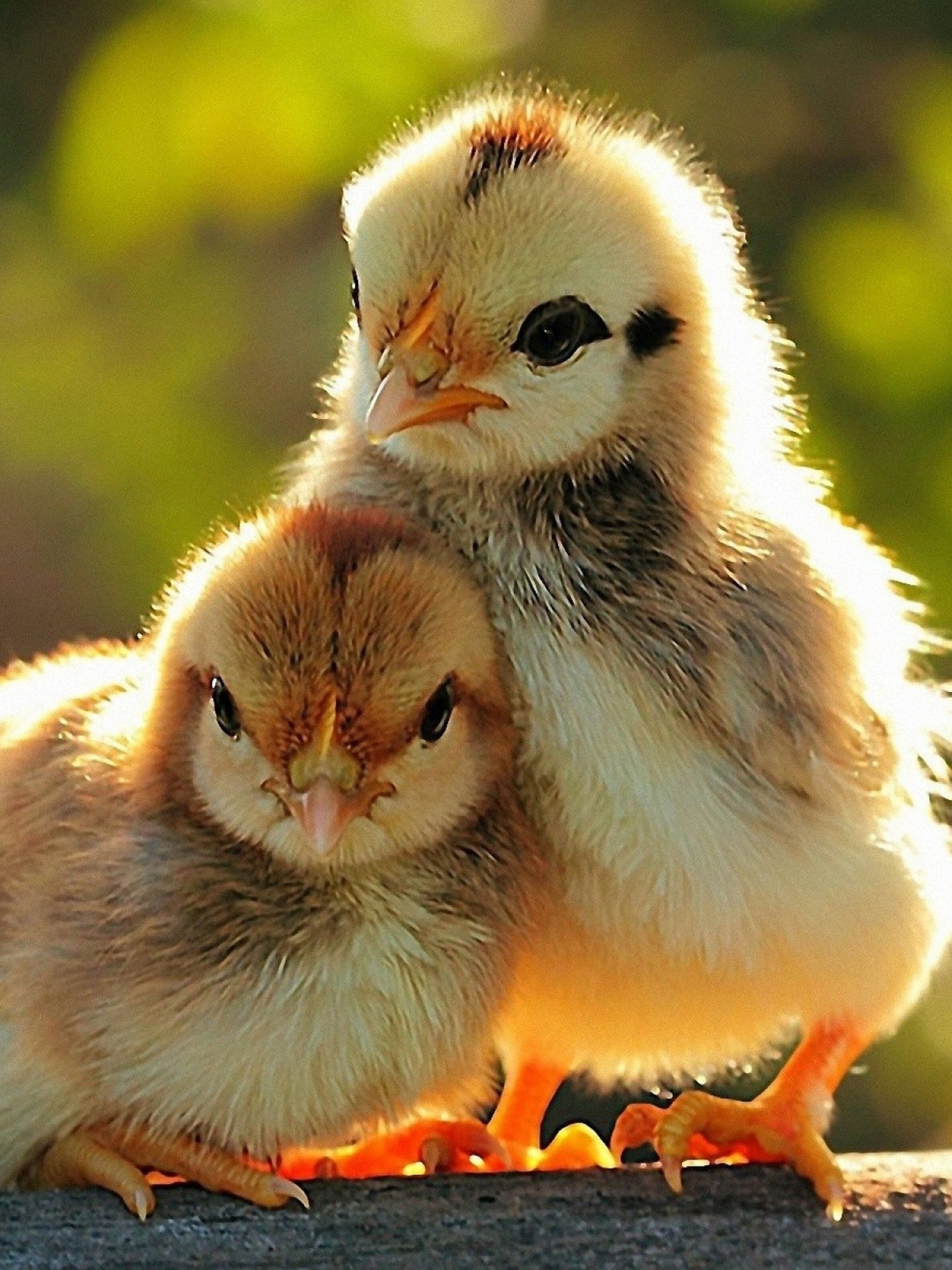 Two Lovely Chicken Sunshine Spring