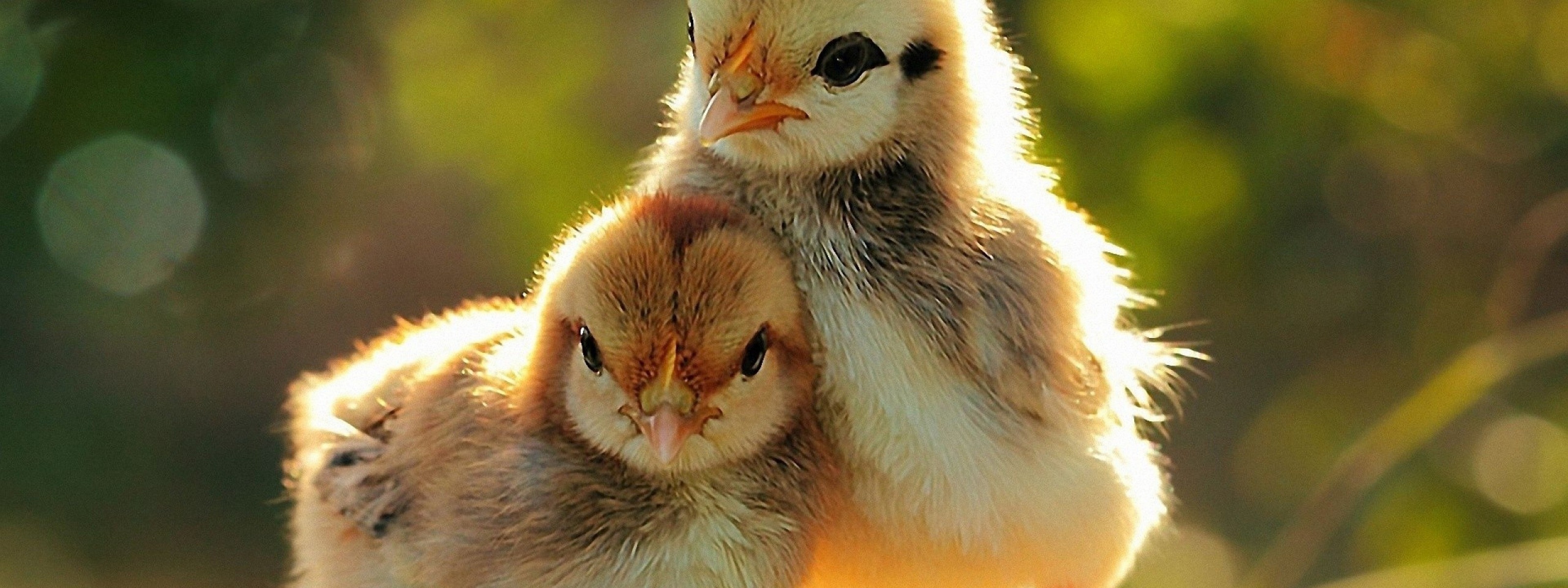 Two Lovely Chicken Sunshine Spring