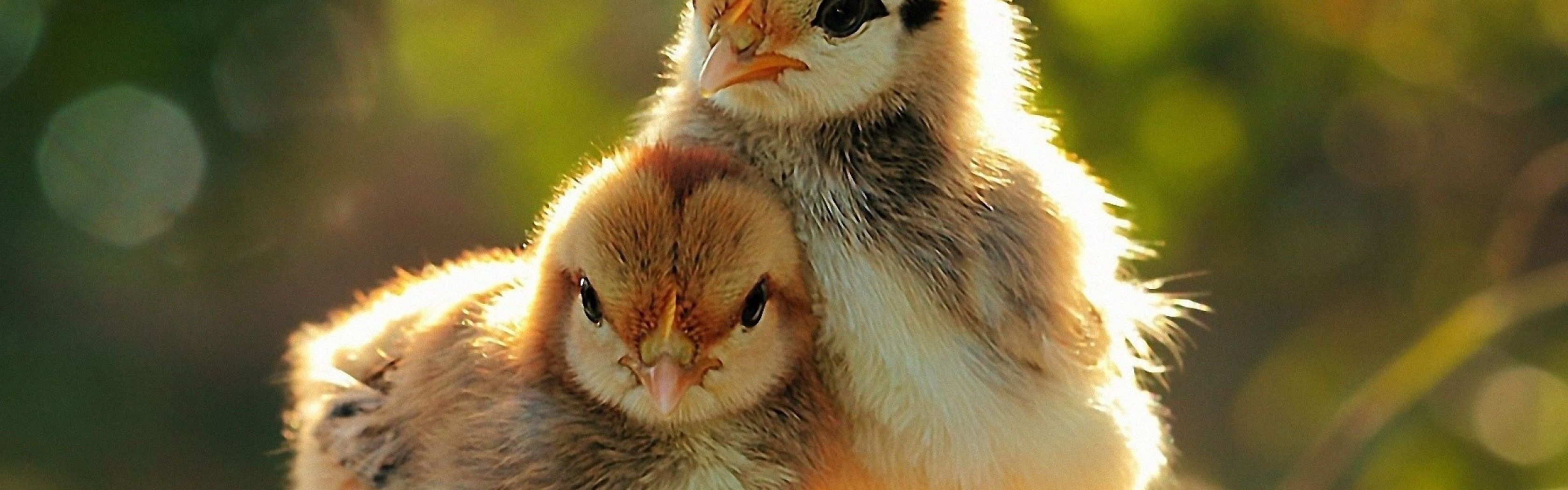 Two Lovely Chicken Sunshine Spring