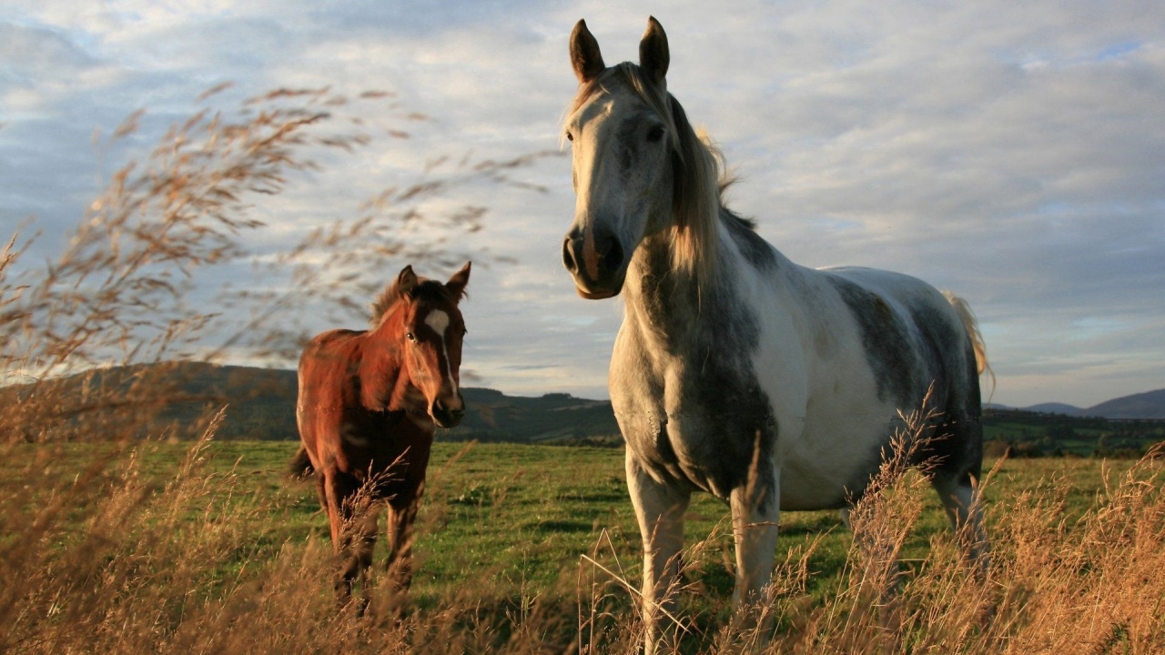 Twoo Horses