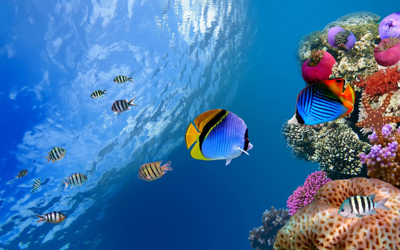 Underwater Coral Fishes