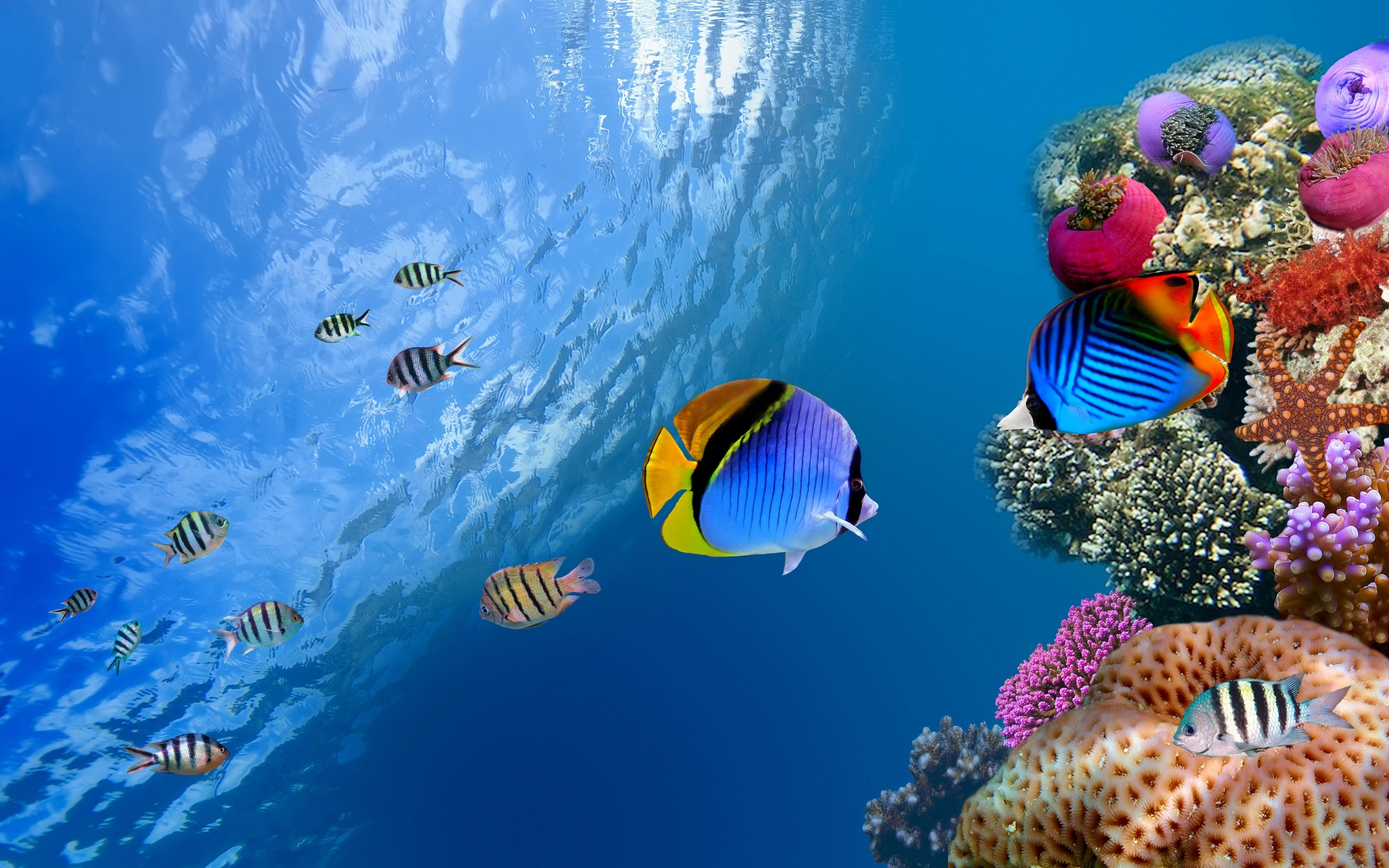 Underwater Coral Fishes