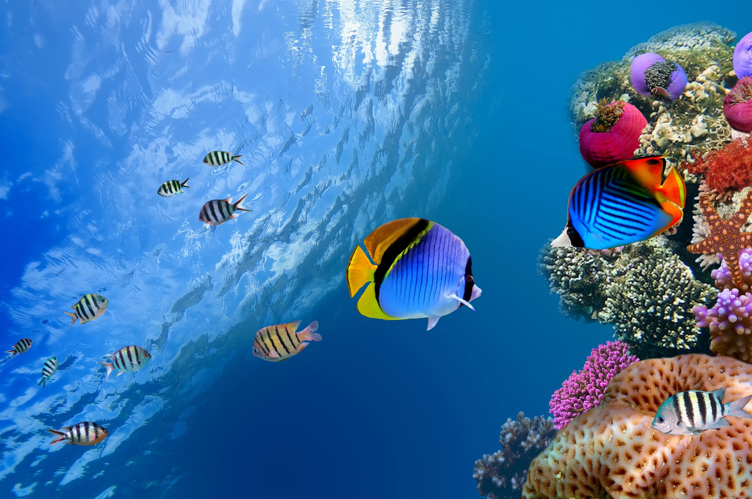 Underwater Coral Fishes