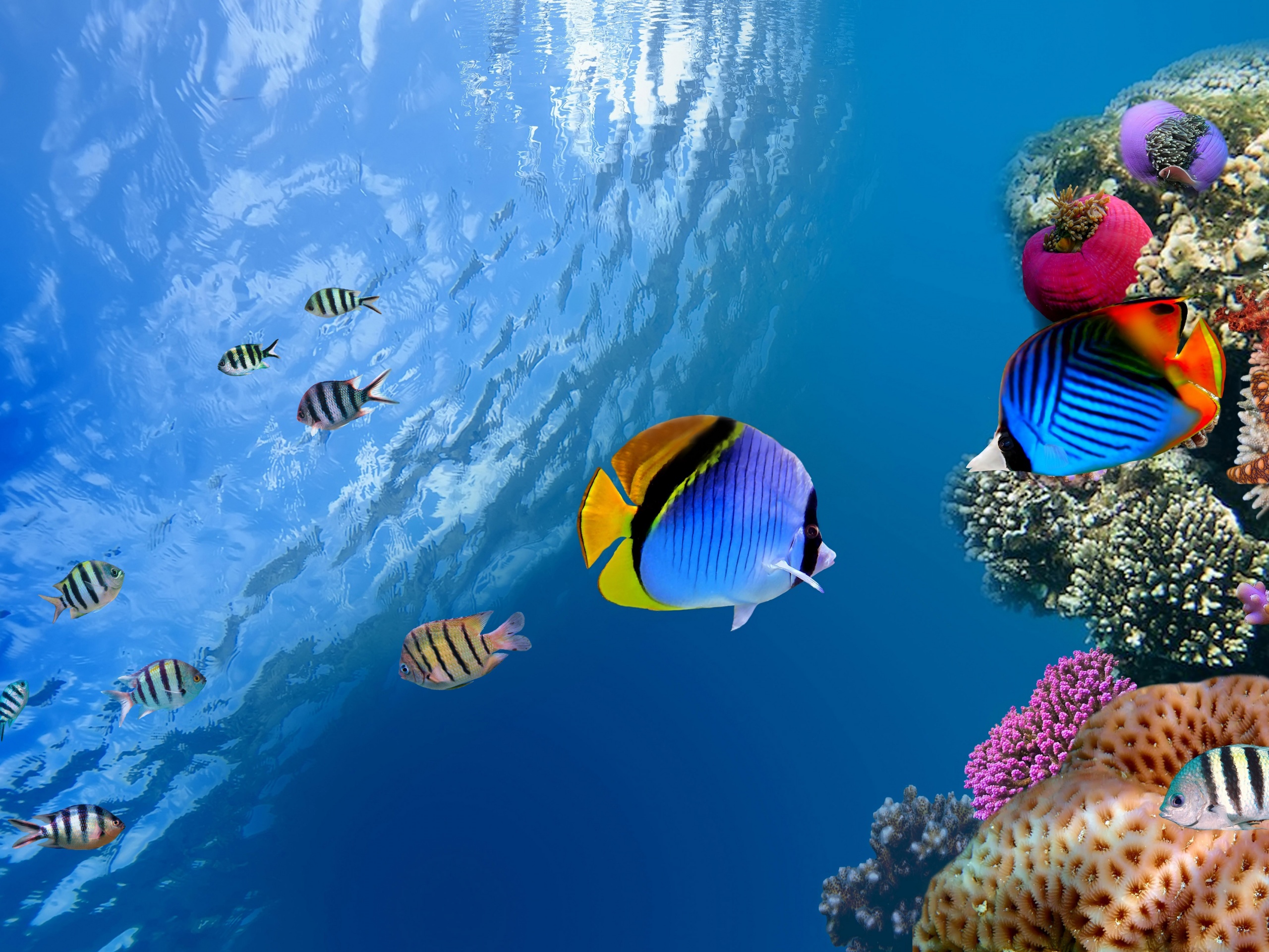 Underwater Coral Fishes