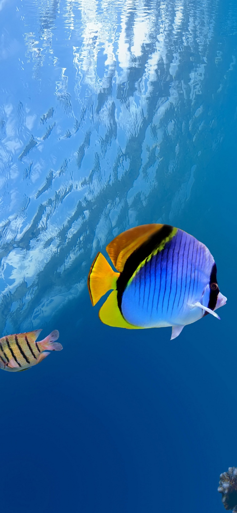 Underwater Coral Fishes