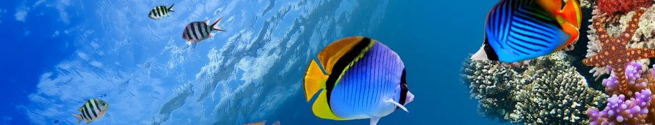 Underwater Coral Fishes