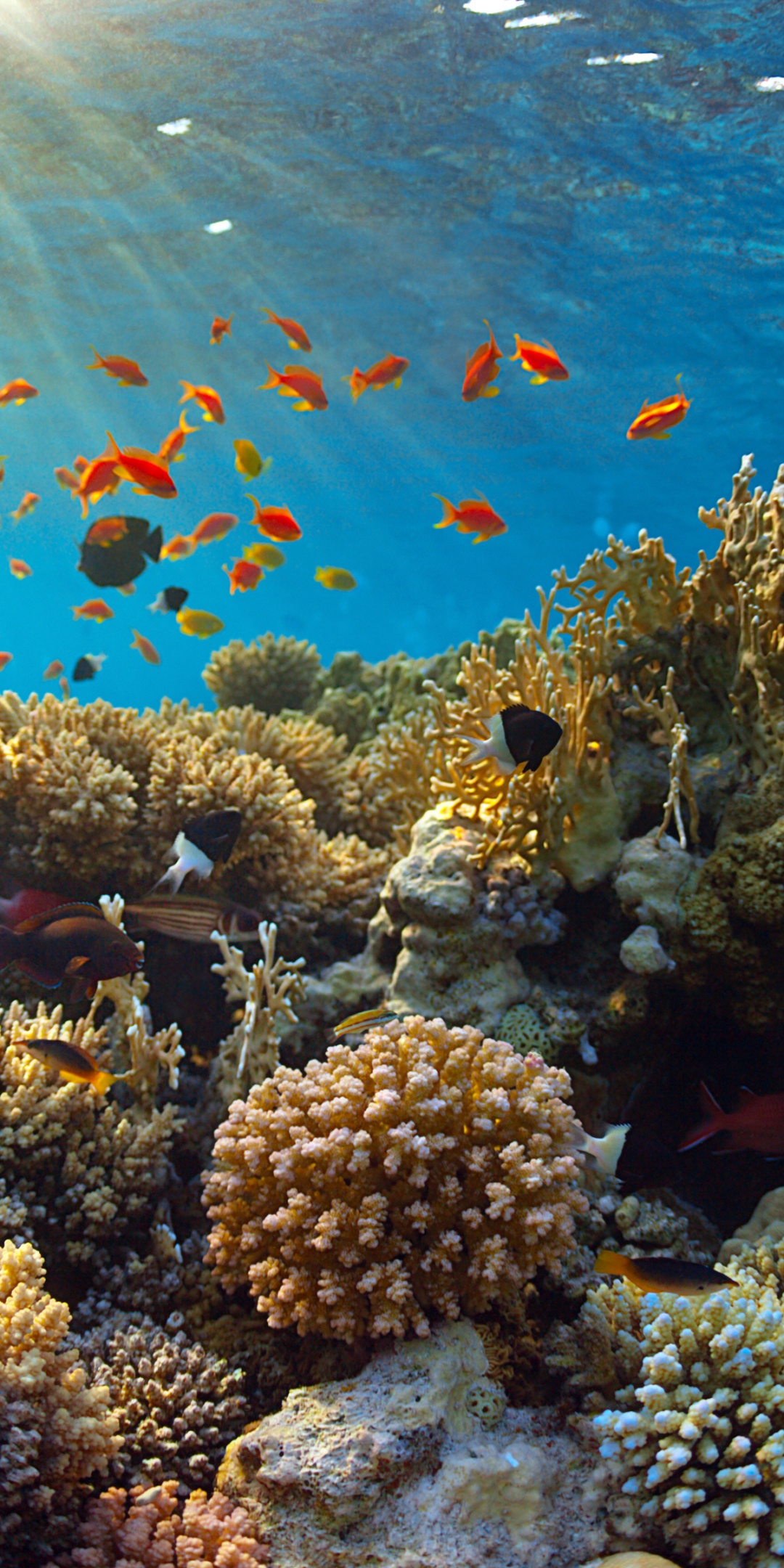 Underwater World Corals Fish Rays Of Light