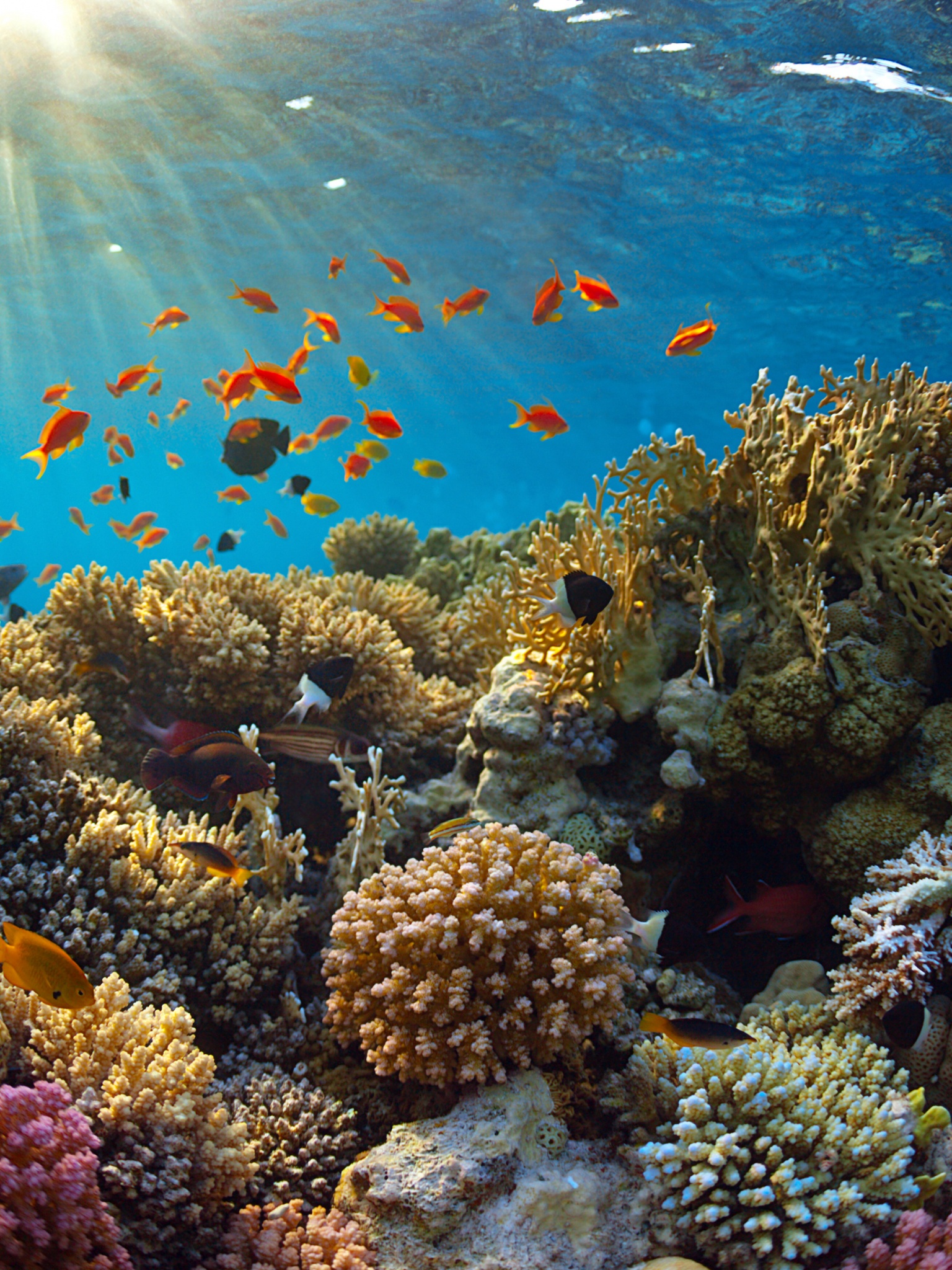 Underwater World Corals Fish Rays Of Light