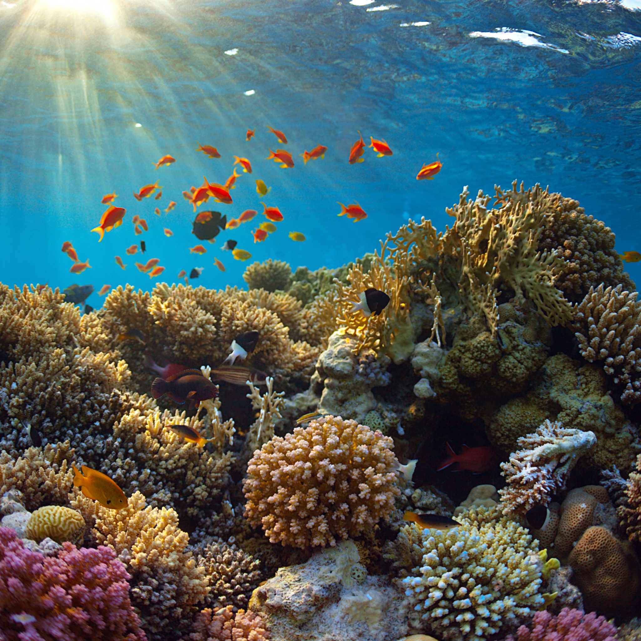 Underwater World Corals Fish Rays Of Light