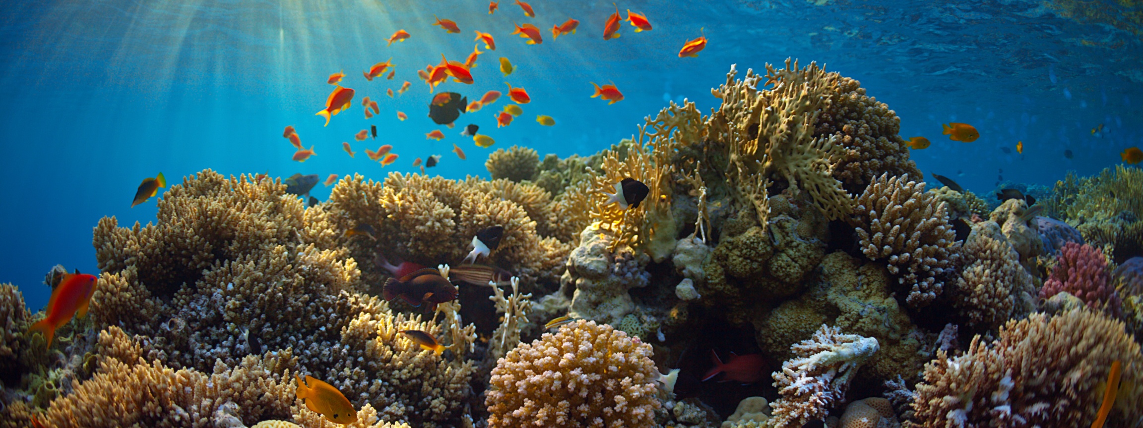 Underwater World Corals Fish Rays Of Light