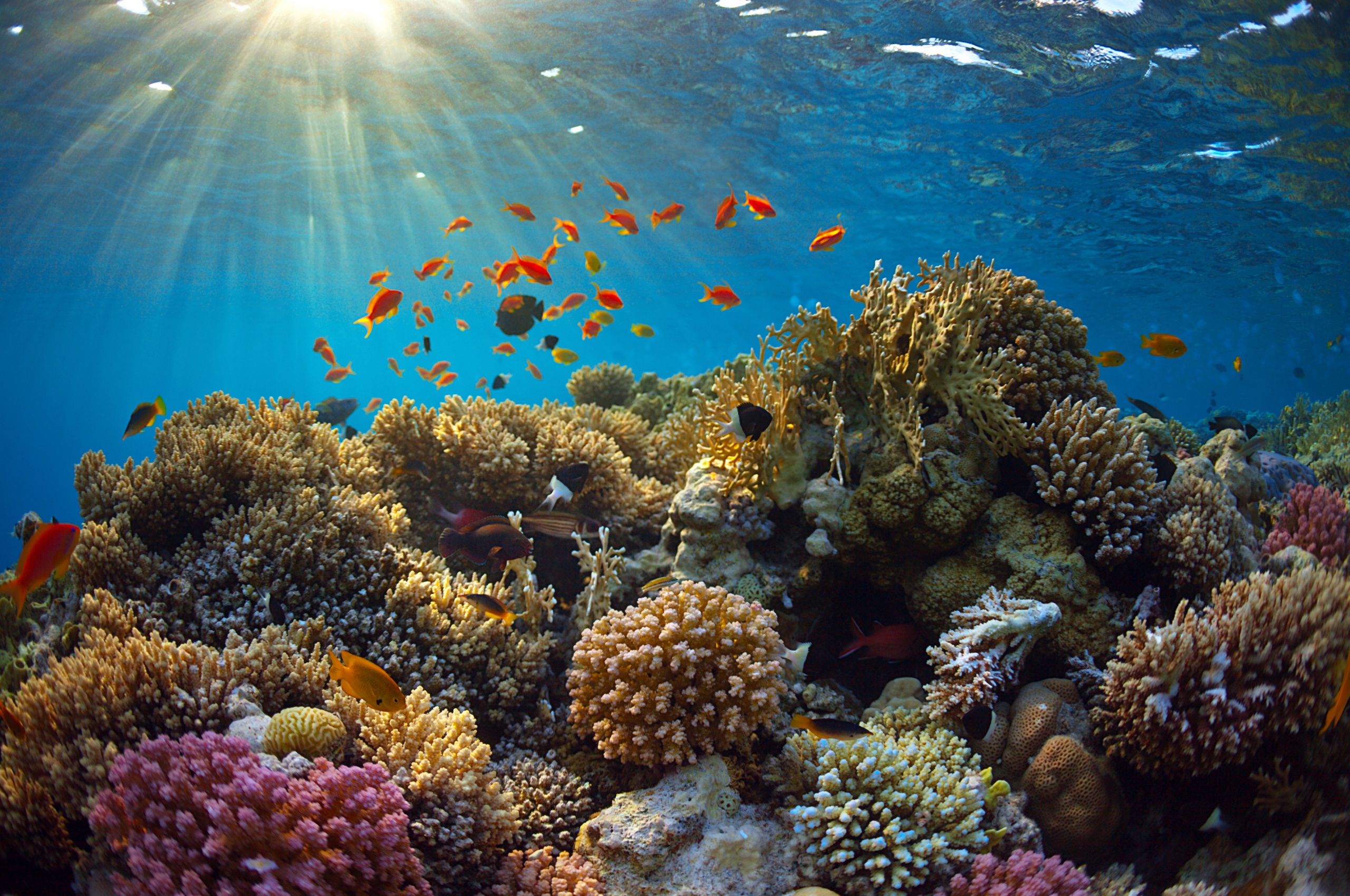 Underwater World Corals Fish Rays Of Light