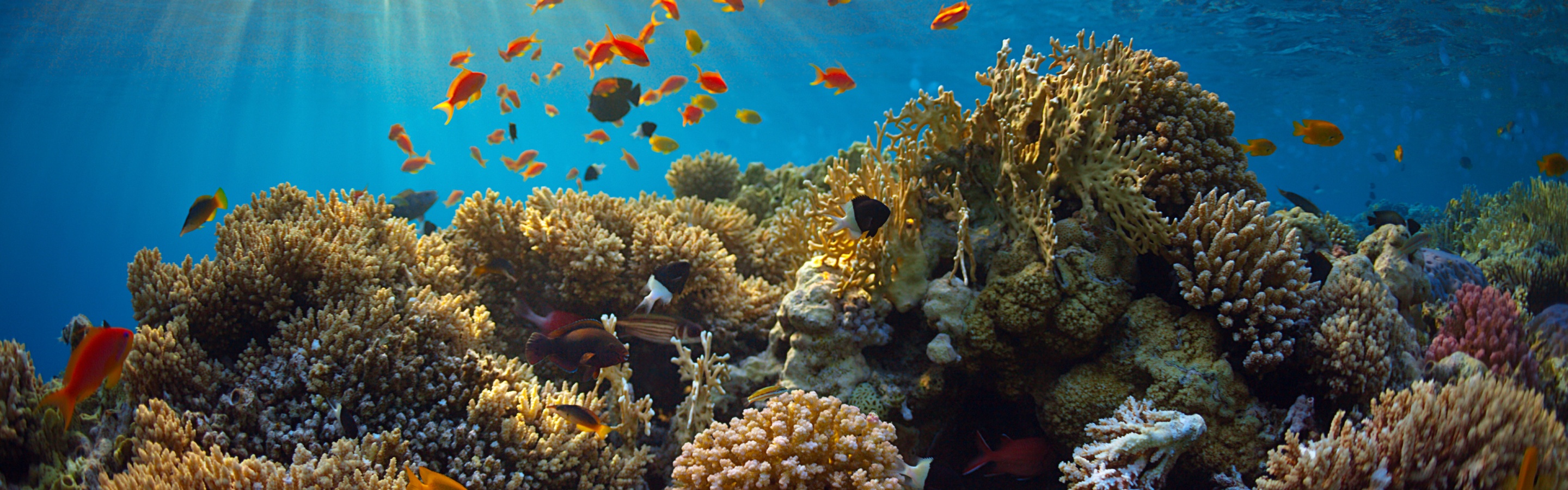 Underwater World Corals Fish Rays Of Light