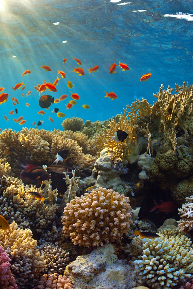 Underwater World Corals Fish Rays Of Light