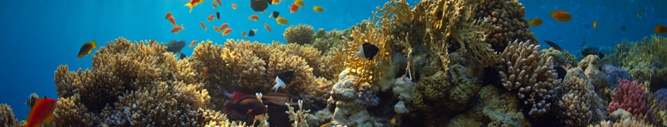 Underwater World Corals Fish Rays Of Light