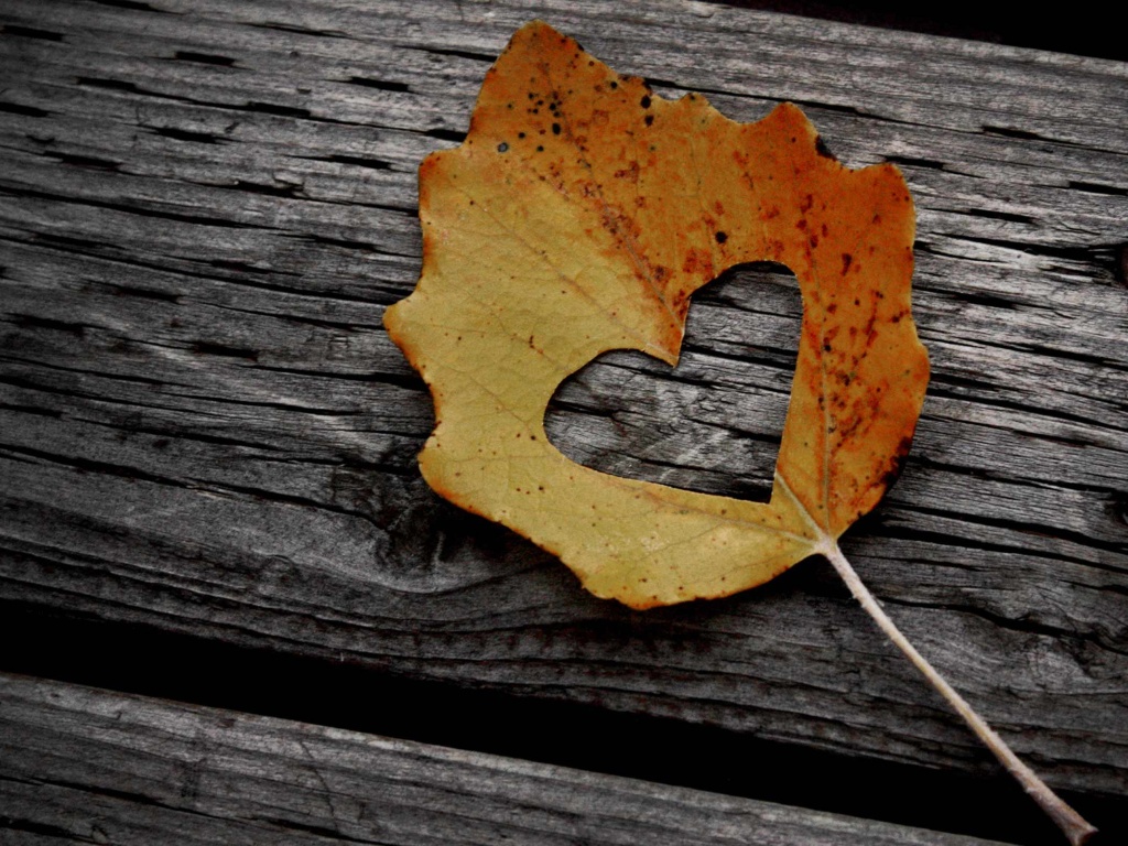 Valentines Day Leaf Heart