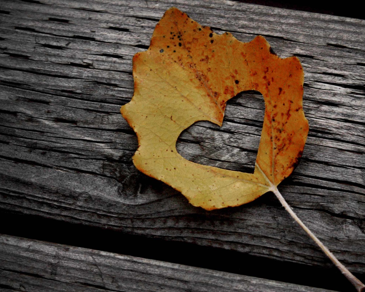 Valentines Day Leaf Heart