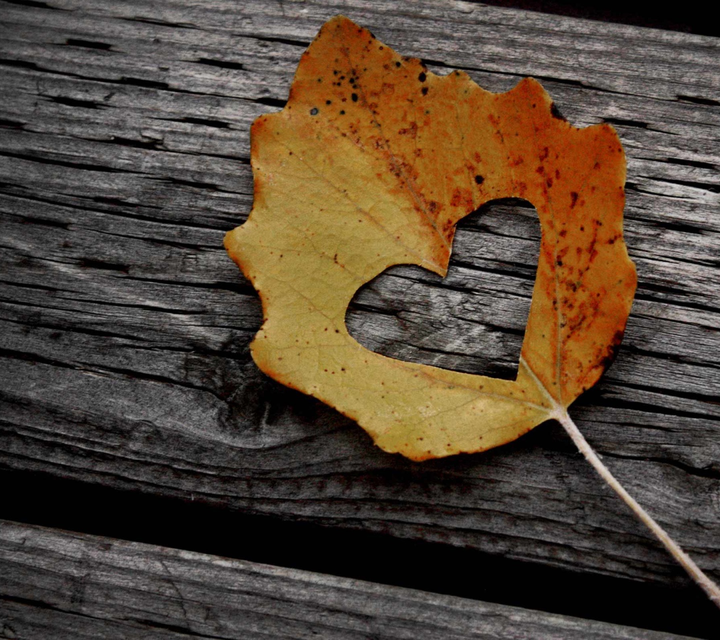 Valentines Day Leaf Heart