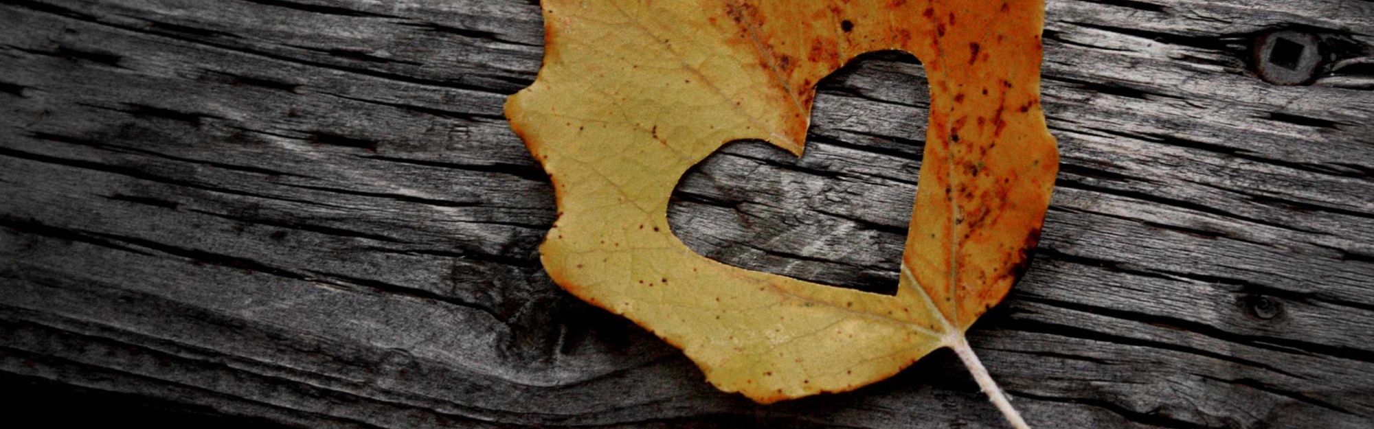 Valentines Day Leaf Heart