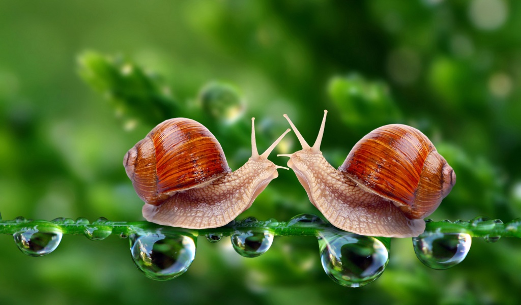 Valentines Day Snail Love