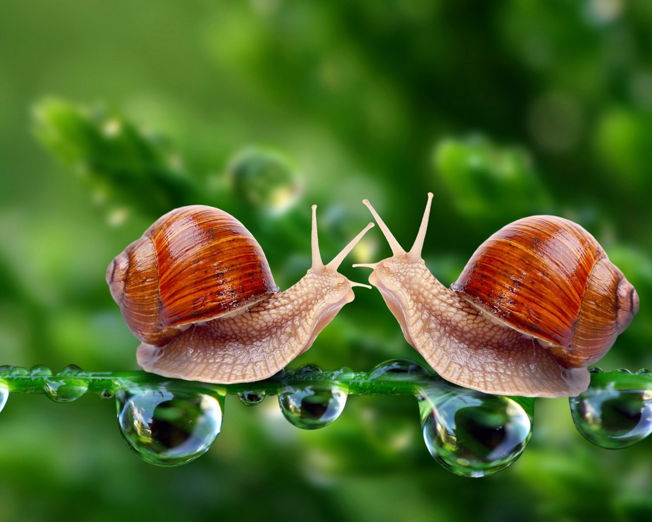 Valentines Day Snail Love