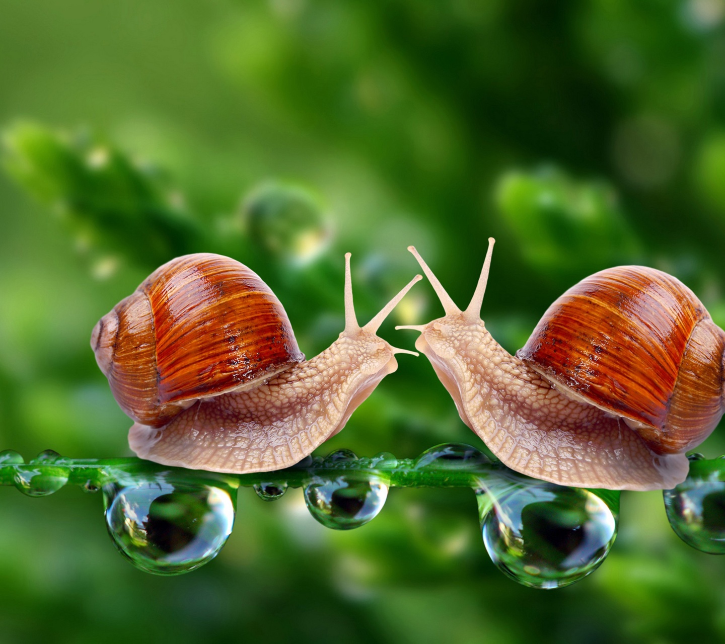 Valentines Day Snail Love