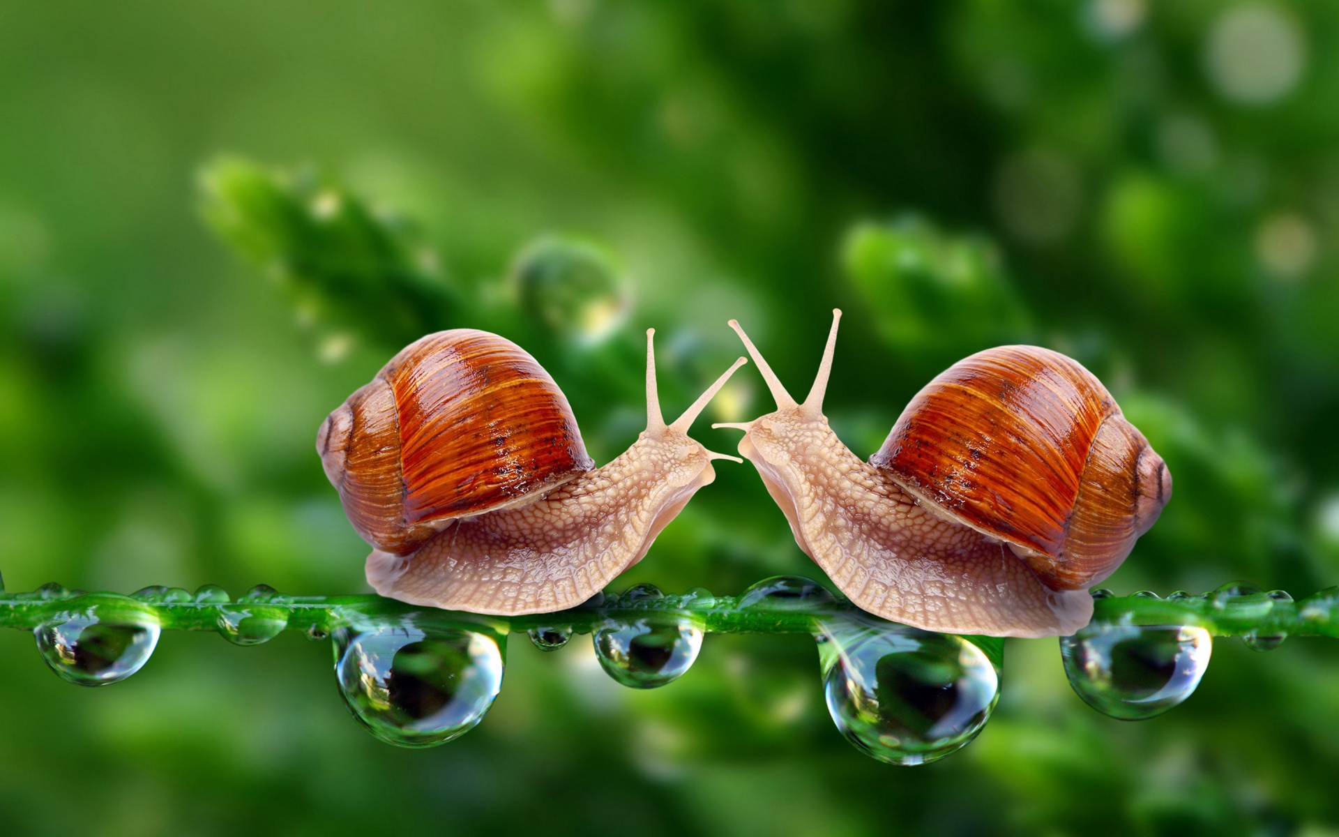 Valentines Day Snail Love