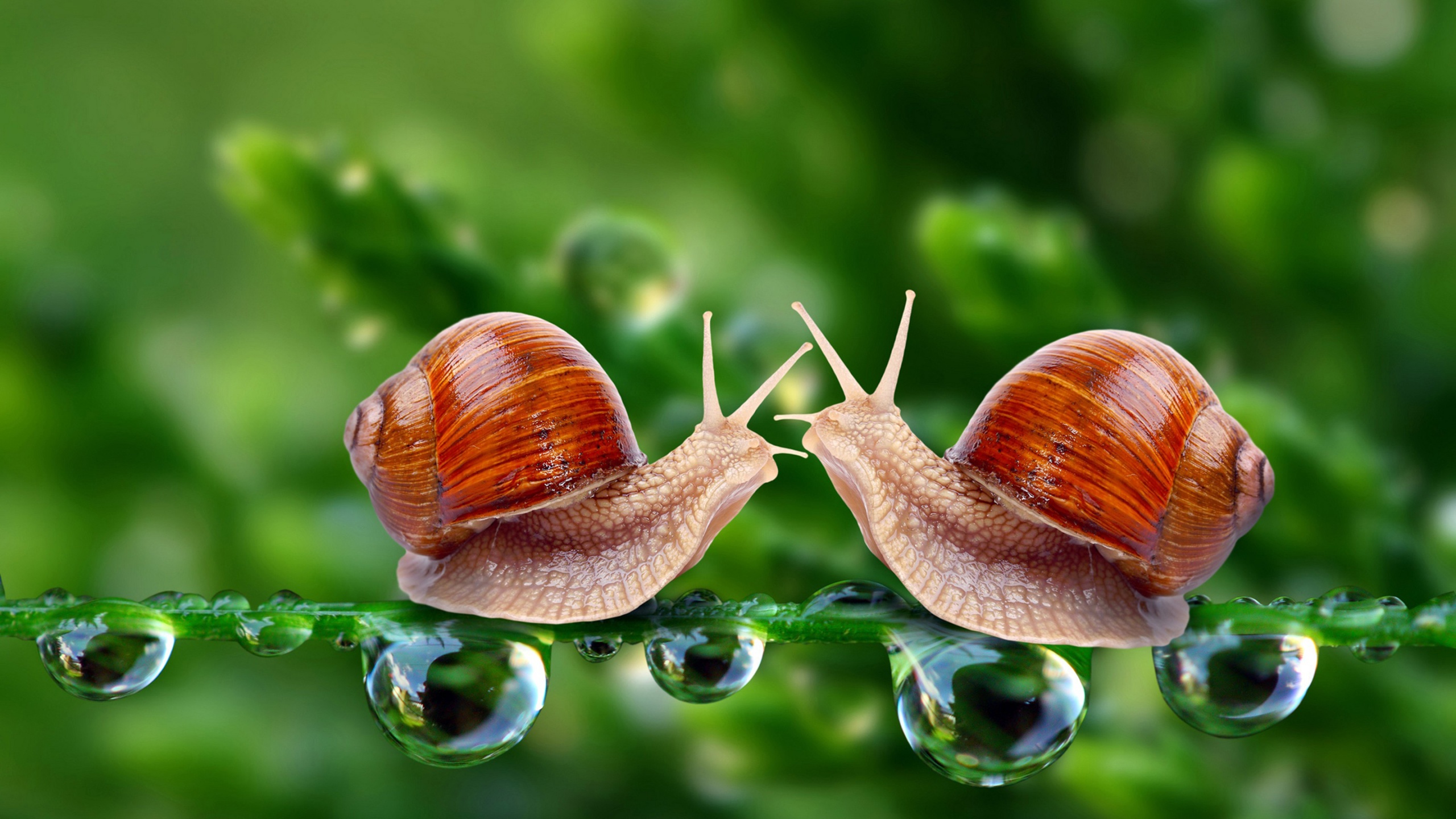 Valentines Day Snail Love