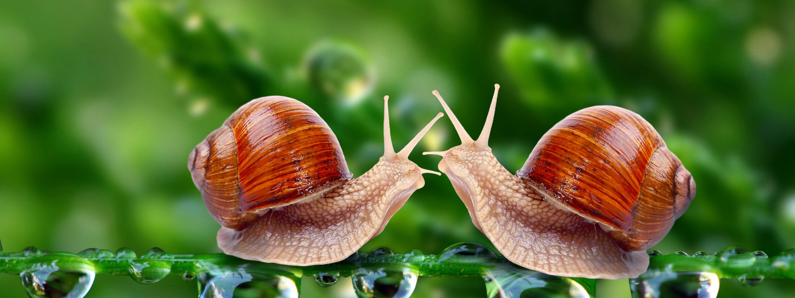 Valentines Day Snail Love