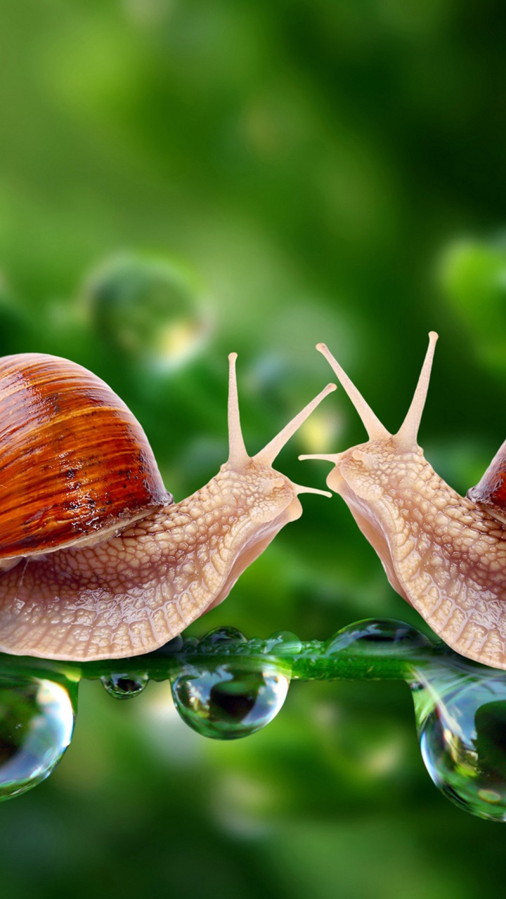 Valentines Day Snail Love