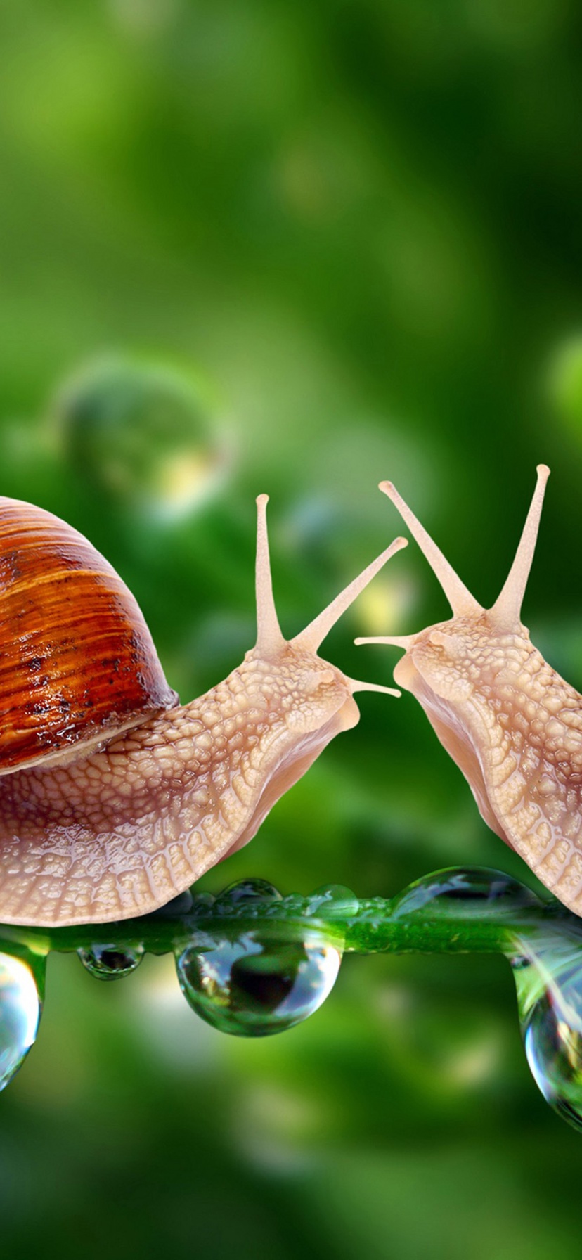 Valentines Day Snail Love