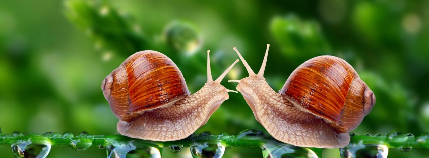 Valentines Day Snail Love